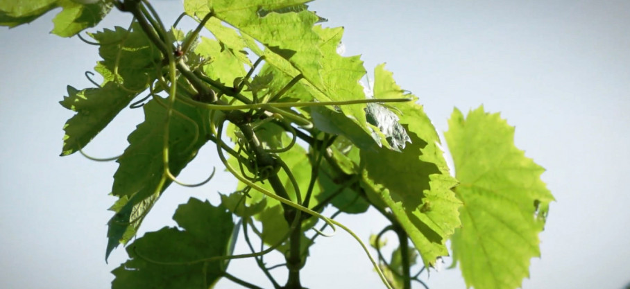 Aligoté Chardonnay Vin de France - Chardonnay & Aligoté - Jean-Baptiste Duperray