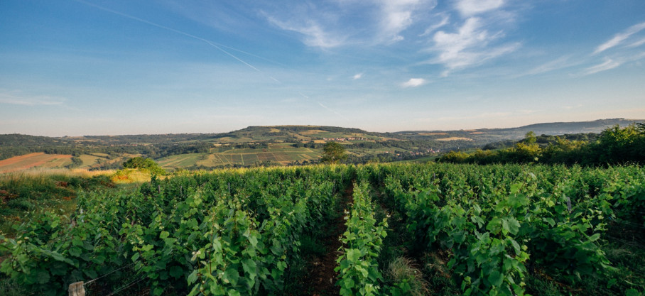 Hautes-Côtes de Beaune Rouge - Pinot Noir - Famille Guérin