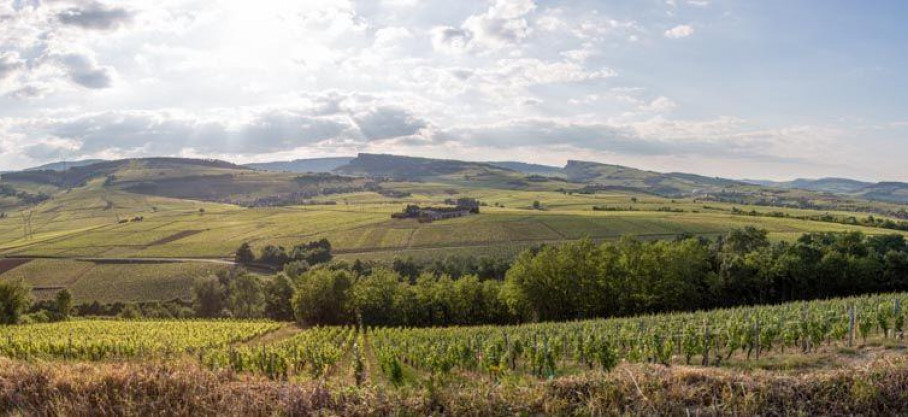 Bourgogne Blanc Bio - Les Thorains - Domaine de la Verpaille