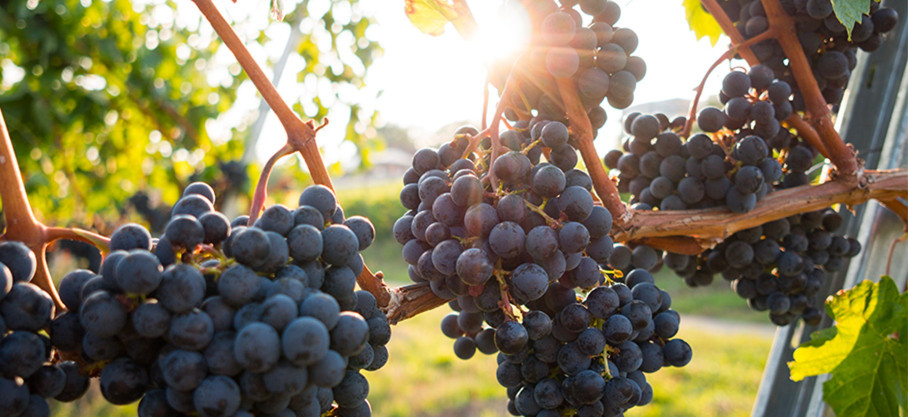 Beaujolais-Villages - Le Gamay - Domaine Trouillet