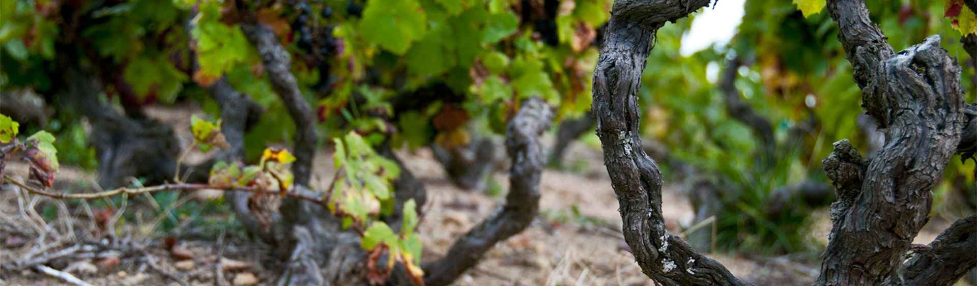 Le marché France des vins Famille Guérin de Terroirs Originels